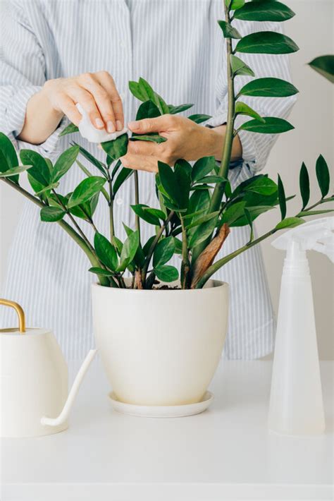 風水植物|風水植物｜不只富貴竹！7款招財/招桃花植物推介+不 